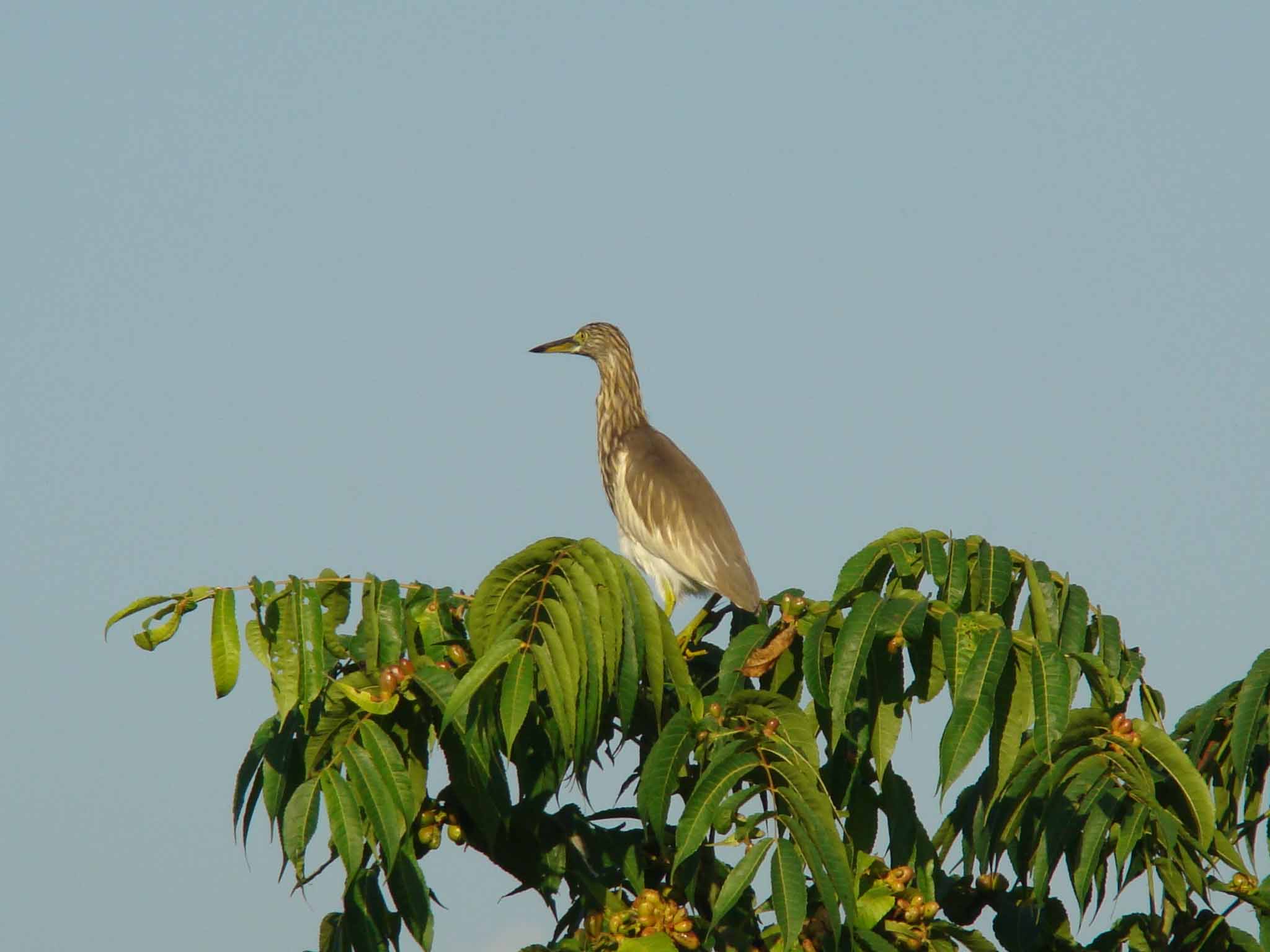 Chitwan: Harmony of nature and community